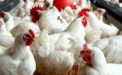 Poultry Farming In Nigeria