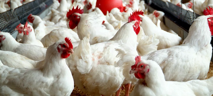 Poultry Farming In Nigeria
