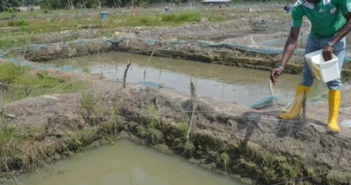 fish farming in Nigeria