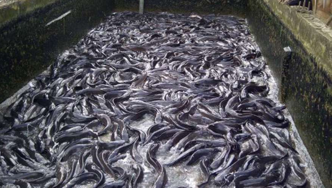 fish farming Nigeria