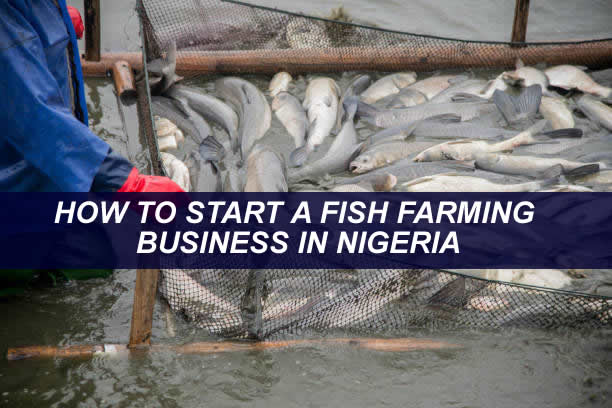 HOW TO START A FISH FARMING BUSINESS IN NIGERIA