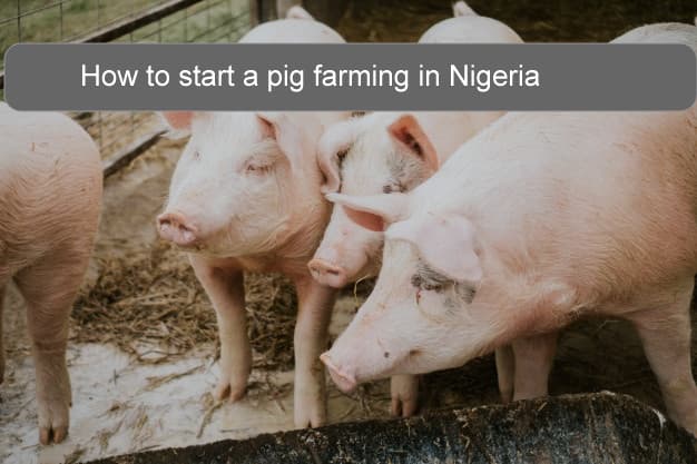 HOW-TO-START-A-PIG-FARMING-BUSINESS-IN-NIGERIA