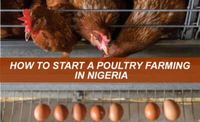 HOW TO START A POULTRY FARMING IN NIGERIA