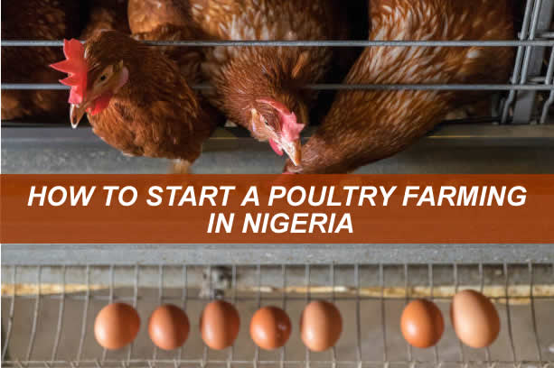HOW TO START A POULTRY FARMING IN NIGERIA